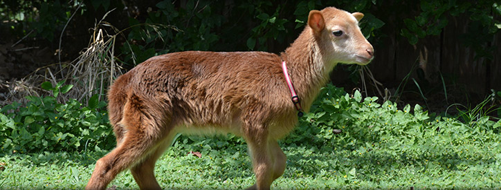 vets that see goats near me